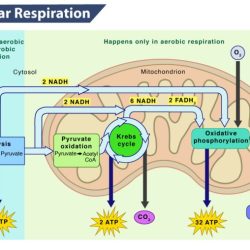 Cellular respiration an overview 9.1