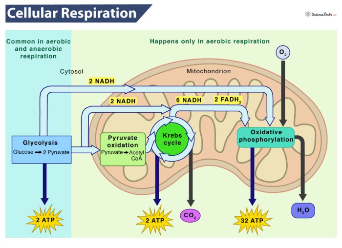 Cellular respiration an overview 9.1