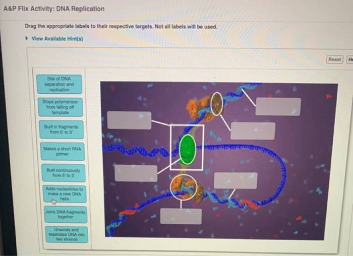 A&p flix activity dna replication