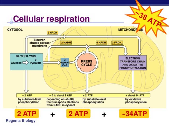 Respiration cellular