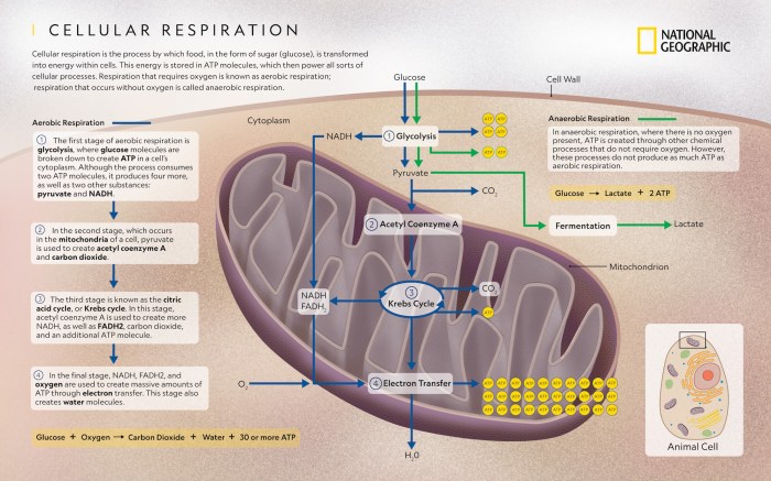 Respiration cellular electron processes metabolic