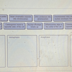 A&p flix activity dna replication