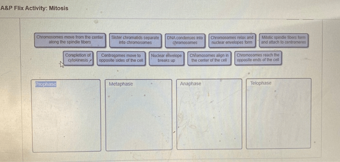 A&p flix activity dna replication