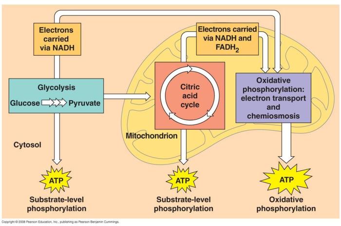 Cellular respiration an overview 9.1