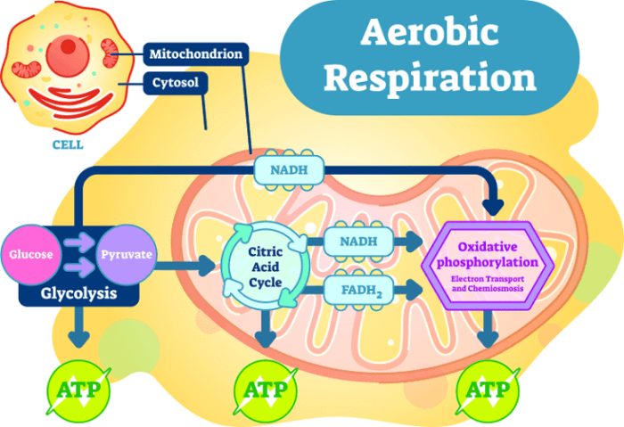 Respiration cellular templateroller