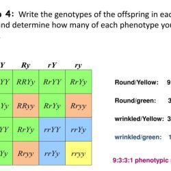 Dihybrid cross punnett square worksheet