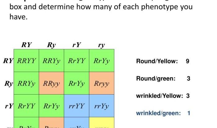 Dihybrid cross punnett square worksheet