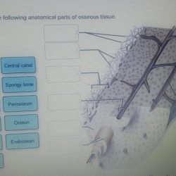 Correctly label the following anatomical parts of osseous tissue.