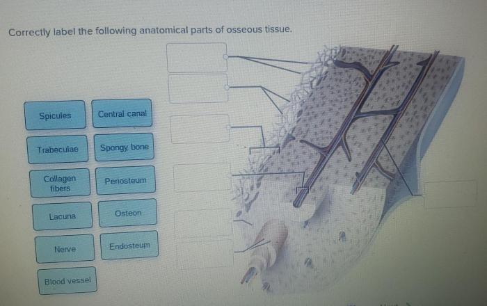 Correctly label the following anatomical parts of osseous tissue.