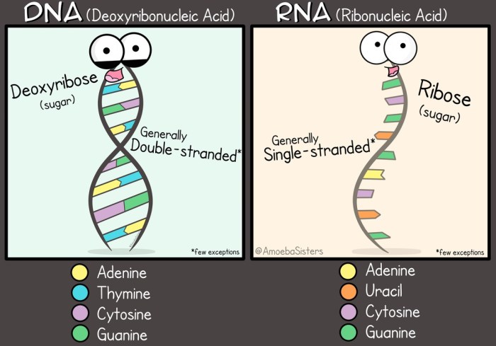 Amoeba sister video recap dna vs rna and protein synthesis