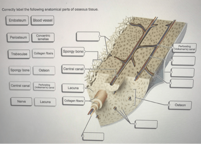 Tissue correctly osseous parts label anatomical following histology help osteon physiology anatomy spicules exit integumentary collagen quiz su save answers