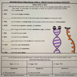 Amoeba sister video recap dna vs rna and protein synthesis