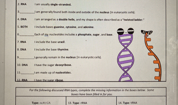 Amoeba sister video recap dna vs rna and protein synthesis