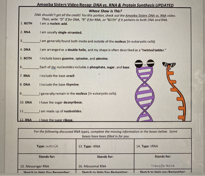 Amoeba sister video recap dna vs rna and protein synthesis