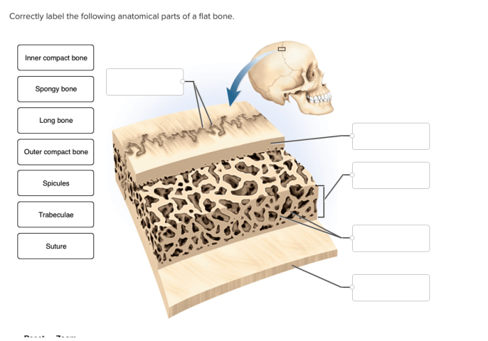 Bone cells parts label following correctly tissue osseous osteoclast secretory vesicles periosteum osteocyte osteoblast lysosomes development pit ruffled border nuclei